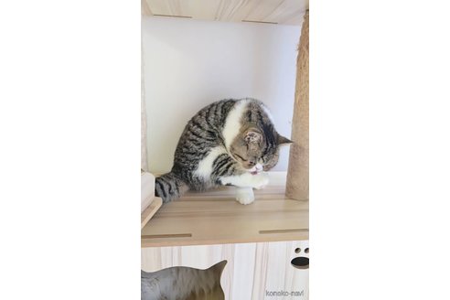販売中の長野県のエキゾチックショートヘア-120019の2枚目