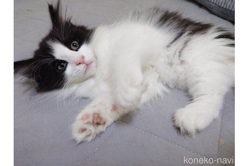 販売中の埼玉県のノルウェージャンフォレストキャット-115858の8枚目