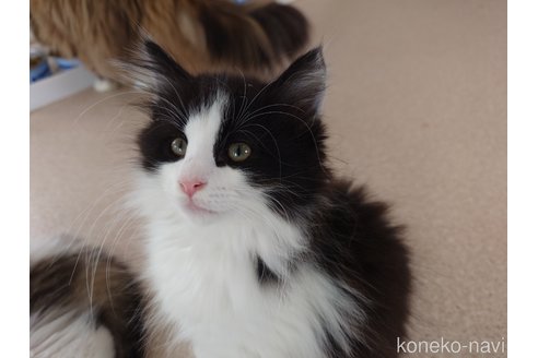 販売中の埼玉県のノルウェージャンフォレストキャット-115858