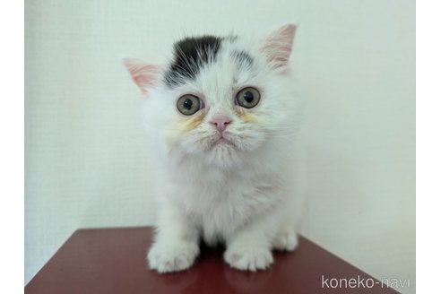 販売中の大阪府のミヌエット-116306の5枚目
