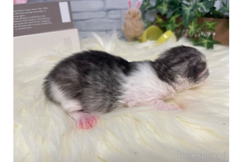 販売中の島根県のミヌエット-120022の2枚目