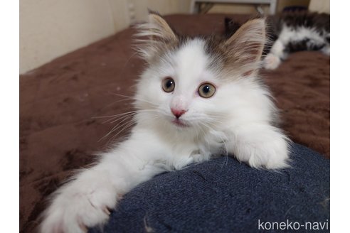 販売中の埼玉県のノルウェージャンフォレストキャット-113381の3枚目