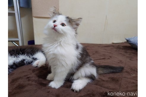 販売中の埼玉県のノルウェージャンフォレストキャット-113381の2枚目