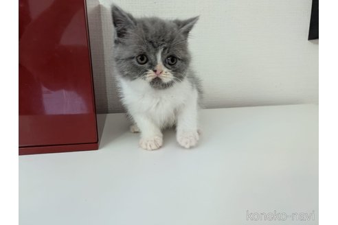 販売中の大阪府のミヌエット-115787の4枚目