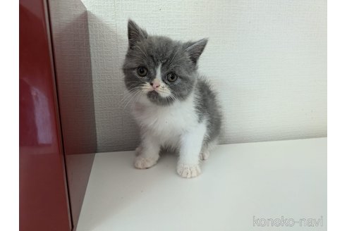 販売中の大阪府のミヌエット-115787の2枚目