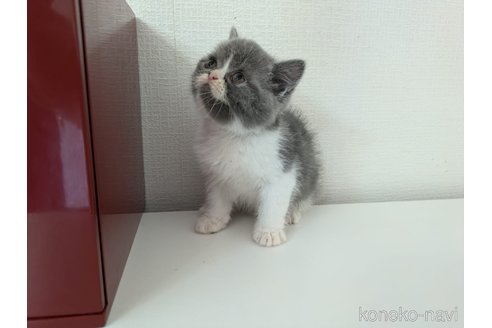 販売中の大阪府のミヌエット-115787の3枚目