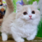 オンライン見学