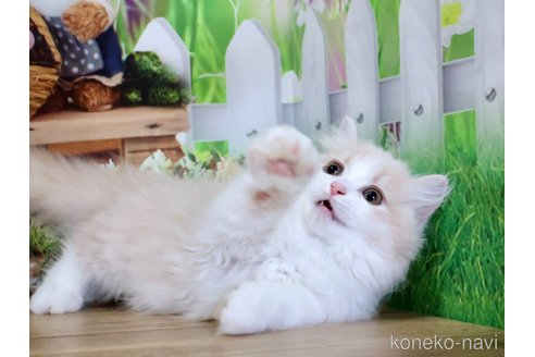 販売中の岐阜県のマンチカン(短足)-118542の2枚目