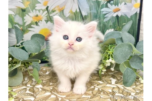 販売中の埼玉県のサイベリアン-120031の4枚目