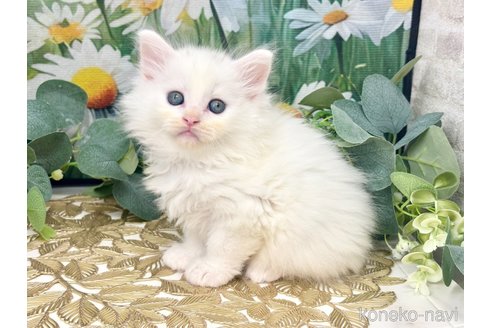 販売中の埼玉県のサイベリアン-120031の6枚目