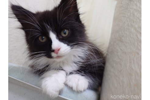 販売中の埼玉県のノルウェージャンフォレストキャット-113836の1枚目