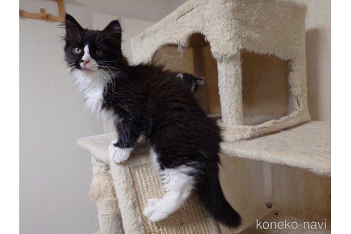 販売中の埼玉県のノルウェージャンフォレストキャット-113836の3枚目