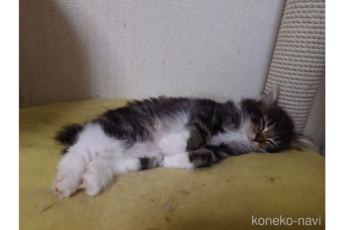 販売中の埼玉県のノルウェージャンフォレストキャット-118663の13枚目