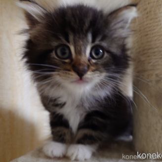 販売中の埼玉県のノルウェージャンフォレストキャット-118663