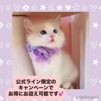 販売中の京都府のラグドール-120039の3枚目