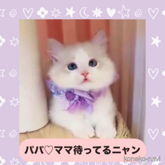販売中の京都府のラグドール-120039の2枚目