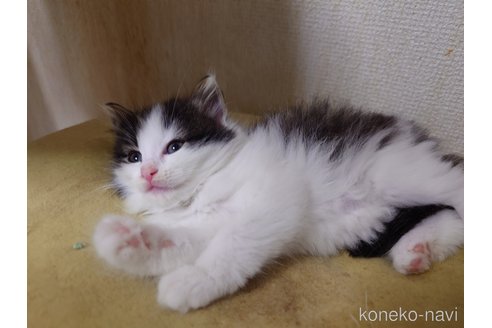販売中の埼玉県のノルウェージャンフォレストキャット-118662の7枚目