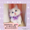 オンライン見学