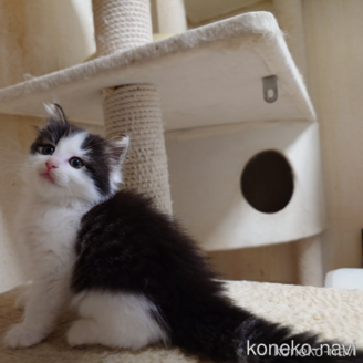 販売中の埼玉県のノルウェージャンフォレストキャット-118662