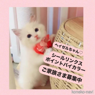 販売中の京都府のラグドール-120040