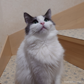 販売中の埼玉県のノルウェージャンフォレストキャット-103929の5枚目