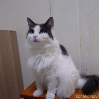 販売中の埼玉県のノルウェージャンフォレストキャット-103929の4枚目