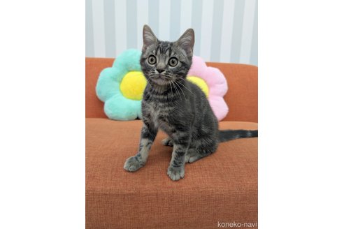 販売中の大阪府のアメリカンショートヘア-115388の1枚目