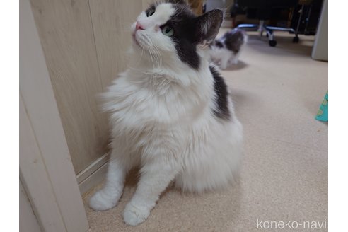 販売中の埼玉県のノルウェージャンフォレストキャット-103929の2枚目