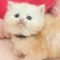 オンライン見学