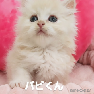 販売中ののサイベリアン-116547