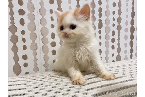 販売中の千葉県のマンチカン-117087の3枚目