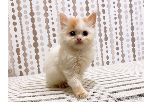 販売中の千葉県のマンチカン-117087の4枚目