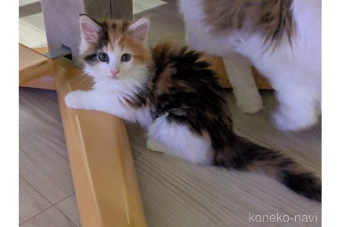 販売中の埼玉県のノルウェージャンフォレストキャット-118527の2枚目