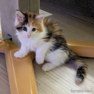 販売中の埼玉県のノルウェージャンフォレストキャット-118527