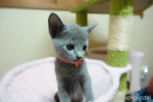 販売中の埼玉県のロシアンブルー-120062の5枚目