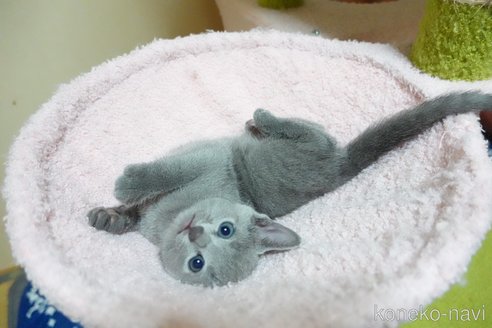 販売中の埼玉県のロシアンブルー-120062の3枚目