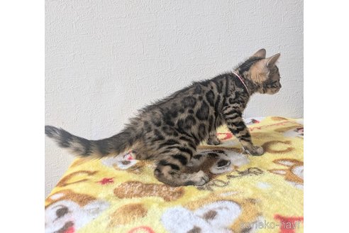 販売中の静岡県のベンガル-119535の4枚目