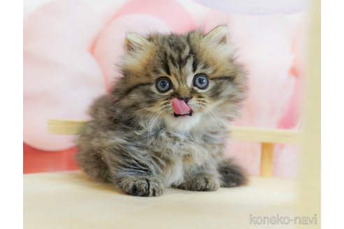 販売中の千葉県のミヌエット(短足)-120066の5枚目