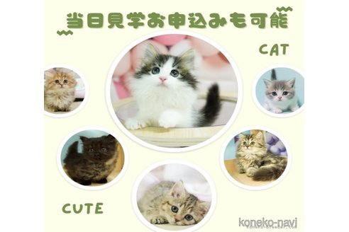 販売中の千葉県のミヌエット(短足)-120067の8枚目