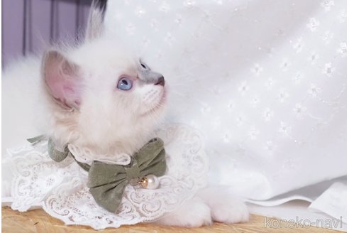 販売中の岐阜県のラグドール-118172の2枚目