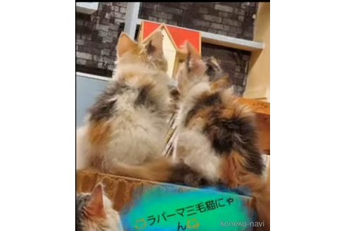 販売中の千葉県のラパーマ-120059の2枚目