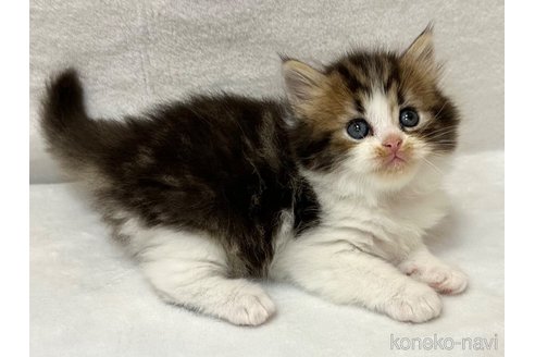 販売中の千葉県のラガマフィン-120071の5枚目