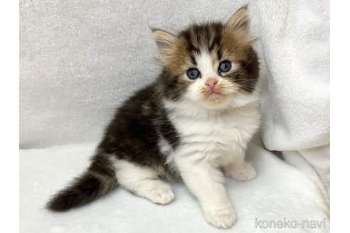 販売中の千葉県のラガマフィン-120071の7枚目