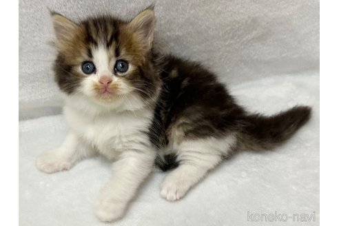 販売中の千葉県のラガマフィン-120071の11枚目