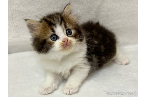 販売中の千葉県のラガマフィン-120071の3枚目