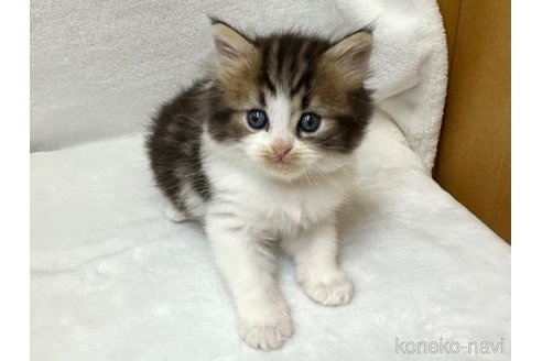 販売中の千葉県のラガマフィン-120071の2枚目