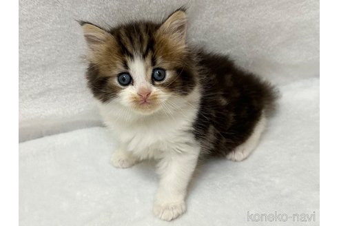 販売中の千葉県のラガマフィン-120071の4枚目