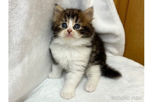 販売中の千葉県のラガマフィン-120072の10枚目