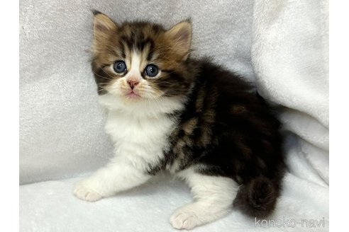 販売中の千葉県のラガマフィン-120072の11枚目