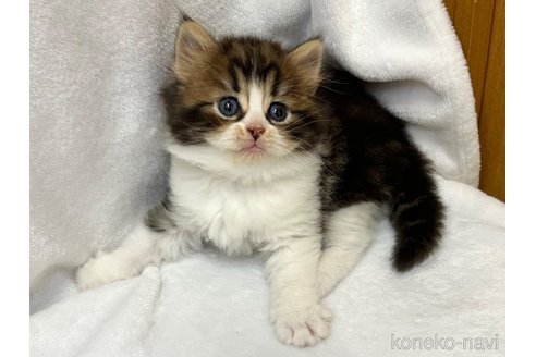 販売中の千葉県のラガマフィン-120072の12枚目